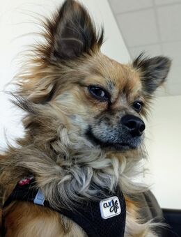 🐾 Chico sucht ein liebevolles Zuhause 🏡 - Hamburg