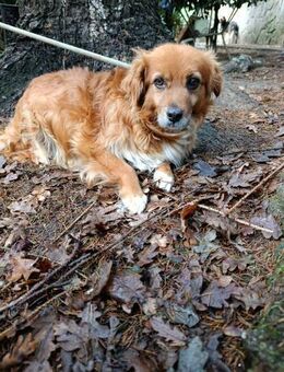 Rustiger Senior Yayo sucht Dich - Berlin