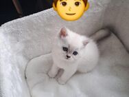 BKH Kitten - Leipzig West