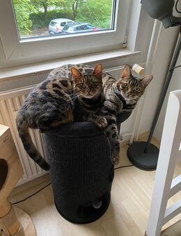 2 pflegeleichte Bengal Kater - Moers
