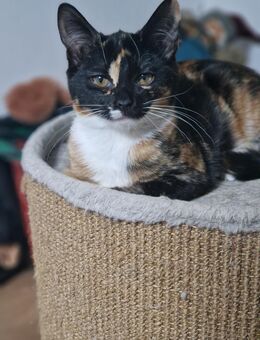 Kitten suchen ihr Für-Immer-Zuhause - Hamm