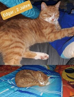 2 jähriger Kater abzugeben - Guben