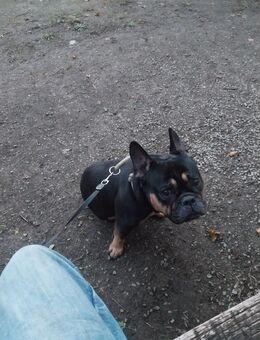 Ich verkaufe meine englische französische Bulldogge - Stolberg (Rheinland, Kupferstadt) Zentrum