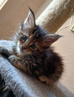 Nur noch 1 Xxl maine coon kitten weibchen - Bad Kissingen