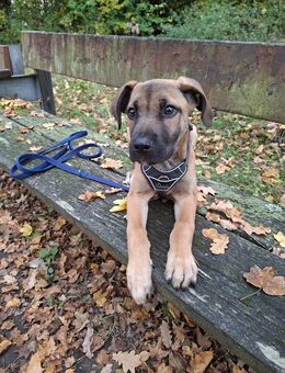 Supersüßer Mischlingswelpe zu vermitteln - Kirchheim (Hessen)