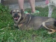 Lexa ist eine wunderschöne, junge Hündin - München