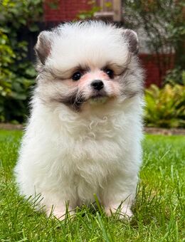 Pomchi Welpen Chihuahua x Pomeranian Zwergspitz - Bad Driburg