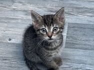 Katzen abzugeben - Herne