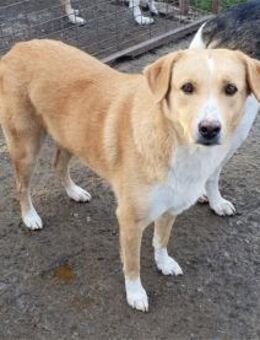 Mutzi Pflegestelle oder Zuhause gesuch - Oberwies