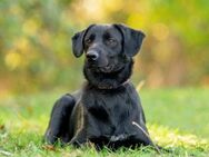 Stepa❤️sucht sein Happy End! - Rott (Inn)