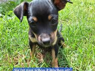 Prager Rattler- Terrier mix Welpen zu verkauf - Fehrbellin
