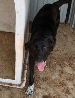 🐾 Fröhliche Junghündin Ariane 🐾 - Eislingen (Fils)