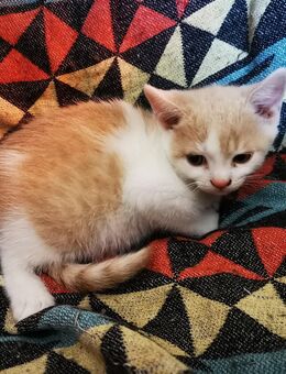 Katzenbabys - München Pasing-Obermenzing
