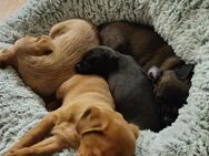 Mischlings Welpen - Pforzheim