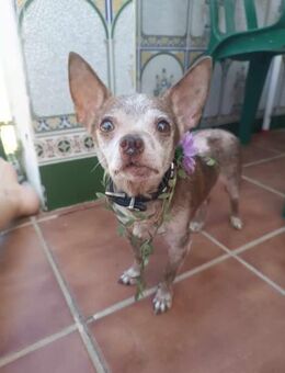 Pablo - sucht ein ruhiges Zuhause - Rheine