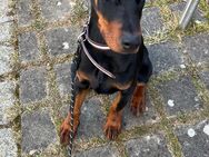 Doberman Welpe Rüde - München Thalkirchen-Obersendling