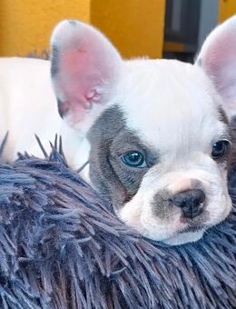 2 Französische Bulldogge Welpen reinrassig - Steinigtwolmsdorf
