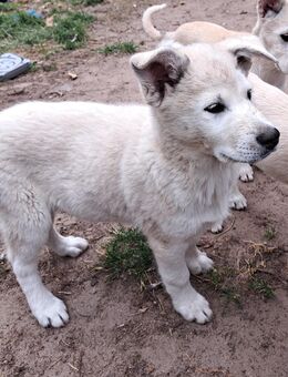 Husky Schäferhund Welpen - Altmärkische Höhe