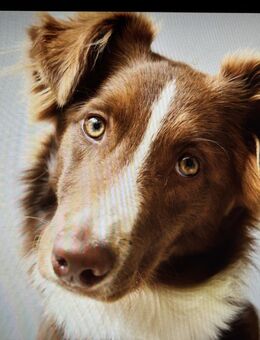 Wir suchen für „Schoki“ (ein besonderer Hund mit Spezial Effekt) hundeerfahrene Menschen, die ihm die Chance auf ein liebevolles und sicheres Zuhause geben möchten! - Königslutter (Elm)