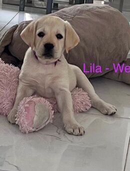 Reinrassige Labrador Welpen - Bergheim (Nordrhein-Westfalen)
