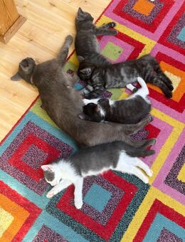 Katzenbabies abzugeben - Rüdenhausen
