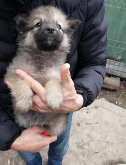 Elise möchte gesehen werden - Celle