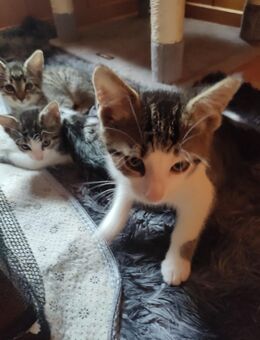 Kitten Kater - Gerbstedt
