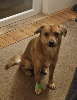 Mr. Waffels, auf PS in Nürnberg - Bochum