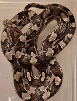 Kornnatter-Jungtiere 2025 abzugeben - Hohentengen