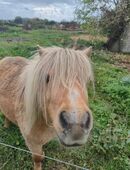 Palomino Mini Shetty Hengst in 16792