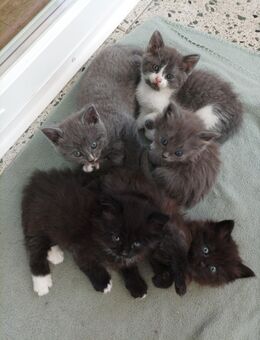 Katzenbabys NWK und Siam Mischlinge - Wesseling
