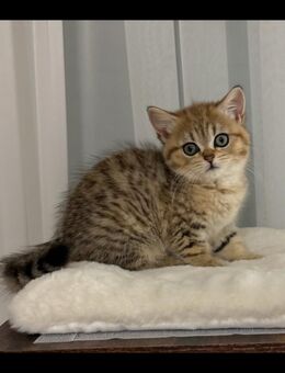 BKH Kitten - Rüsselsheim
