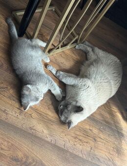 Zuckersüße Katzenbabys suchen ein liebevolles Zuhause 🐾 - Berlin