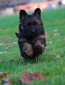 Langhaar Schäferhundwelpen SV Papiere - Olfen