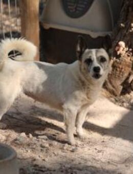 Tilda, kleine liebevolle Hündin - Talkau