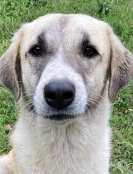 Monya, geb. ca. 10/2021, GRIECHENLAND - Euskirchen