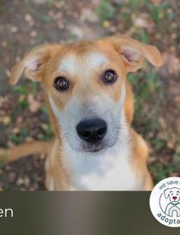 Sven: Hundekind sucht ein Zuhause - Kirchzell
