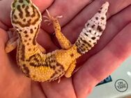 0.1 Red Dymont Leopardgecko Weibchen ENZ 24 Übergabe Hamm möglich - Emsdetten