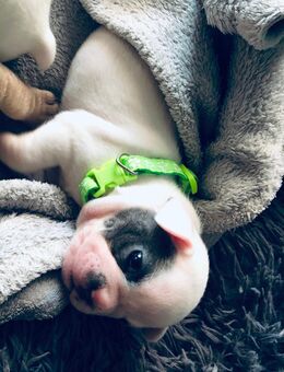 1 Französische Bulldogge Welpe Hündin - Neukirch (Lausitz)