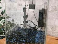 20 liter aquarium - Erftstadt