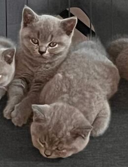 Zauberhafte BKH-Kitten Blue & Lilac, noch drei kleine Herzen frei. - Wiesbaden Kloppenheim