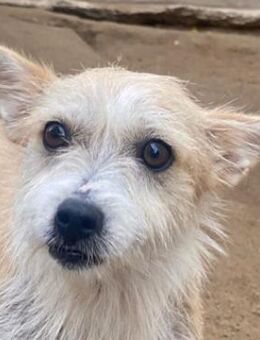 Trulla, geb. ca. 05/2024, GRIECHENLAND - Euskirchen