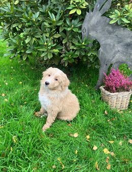 Aussiedoodle 1.300 Euro - Wissen