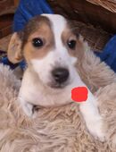 Knuddelige Jack Russell Terrier Welpen suchen neues liebevolles Zuhause in 26670
