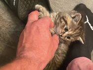 Britisch Kurzhaar Kitten - Herne
