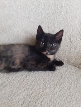 Katzenbabys, Kitten, Babykatze, Katze, weibl. 12 Wochen alt - Brilon