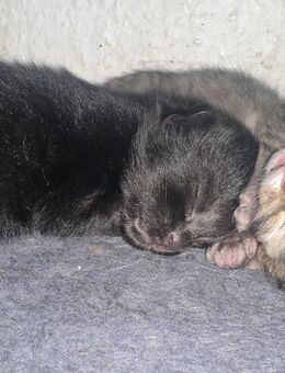 Verkaufe Zwei kitten ab der 12ten Woche - Vaihingen (Enz)