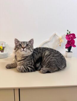 BKH Kitten Kater - Stolberg (Rheinland, Kupferstadt)