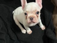 Französische bulldogge mit nase - Bochum Günnigfeld