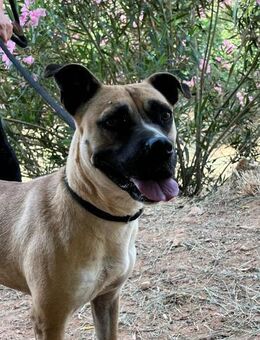 Estel; hatte ein Zuhause - Geilenkirchen